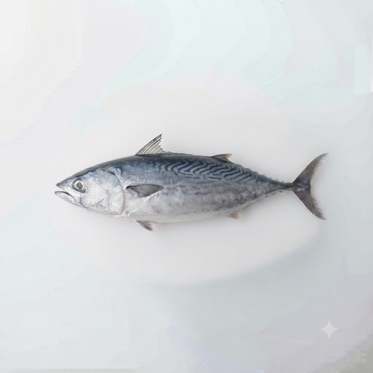 Tulingan (Mackerel tuna)