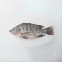 Tilapia