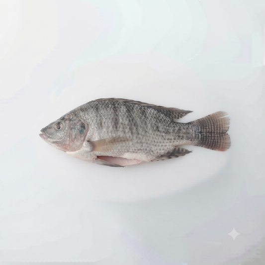 Tilapia
