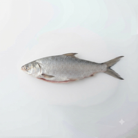 Bangus (Milkfish) - Big