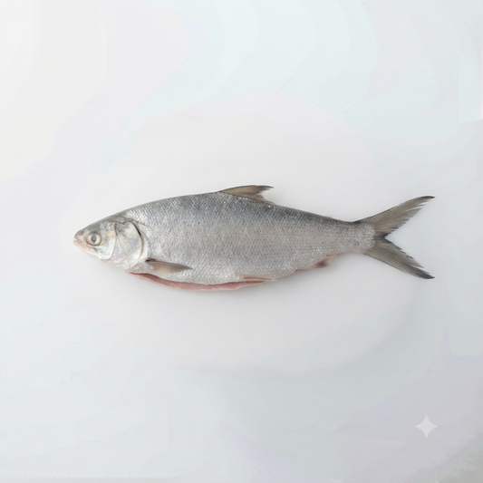 Bangus (Milkfish) - Big