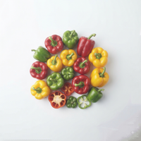 Lara (Bell Pepper)